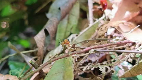 Macro Beetle Jumping Then Walking to Edge of Twig Close Up Stock-Footage 333104864