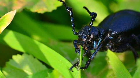 Macro beetle meloe 库存照片