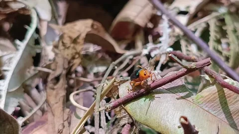 Macro Beetle Moving Antennae on Twig in Tropical Forest Stock-Footage 333104732