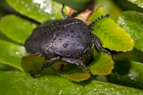 Macro Beetle Stock Photos