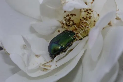 Macro of a beetle Fotos Stock