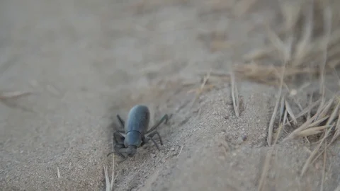 Macro Beetle Shot with Shallow Depth of Field Stock Footage 75949214
