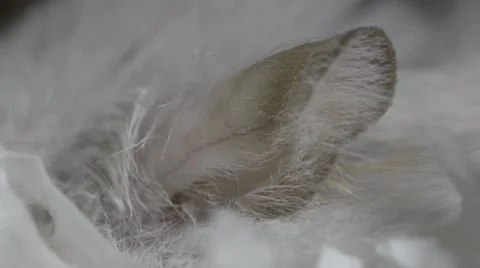 Macro beige hamster ear Stock-Footage 68743227