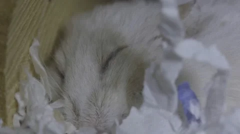 Macro beige hamster sleeping and wakes Stock Footage 68742564