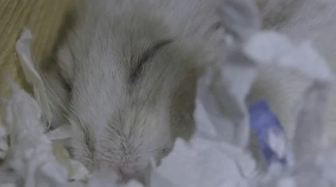 Macro beige hamster sleeping face Stock Footage 68742967