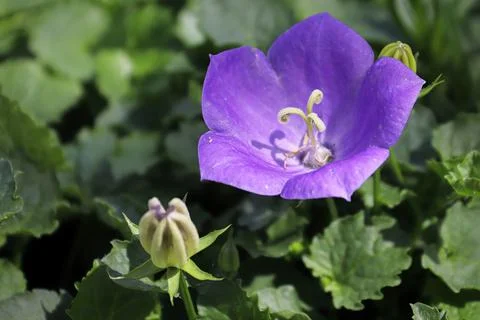 Macro of Bellflowers blooming in spring between leaves Stock Photos