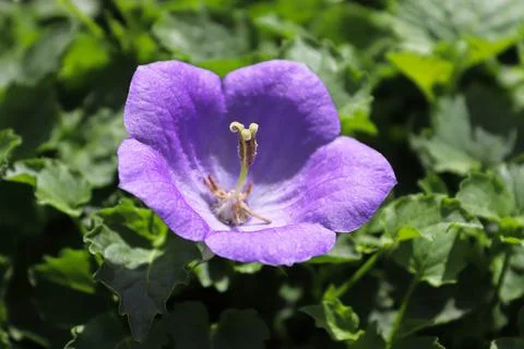 Macro of Bellflowers blooming in spring between leaves Stock Photos