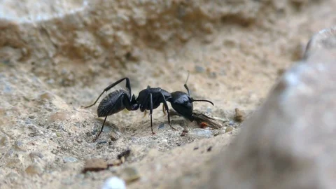 Macro big black ant eats found food on brown stone road Stock-Footage 101746343