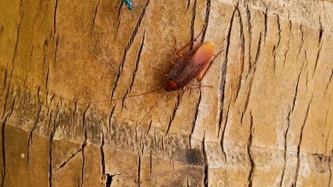 Macro of a Big Brown Cockroach Stock Footage 73147284