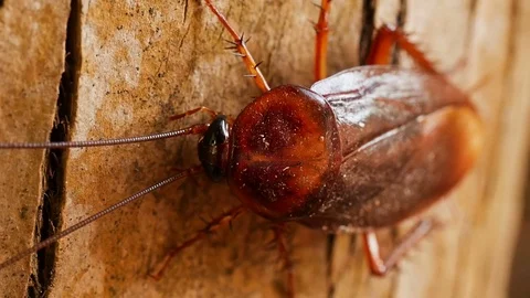 Macro of a Big Brown Cockroach Stock Footage 73148042