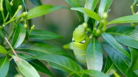 Macro Big Green Caterpillar Stock Footage 159184320