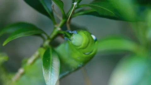 Macro Big Green Caterpillar Stock Footage 159184447