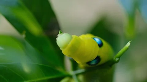 Macro Big Green Caterpillar Stock Footage 159184471