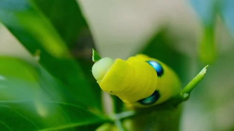 Macro Big Green Caterpillar Stock Footage 159184514