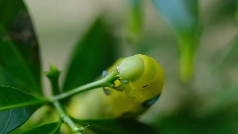 Macro Big Green Caterpillar Stock Footage 159184523
