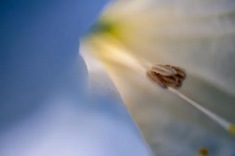 Macro bindweed inside Stock Photos