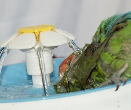 Macro bird taking a bath Stock Photos