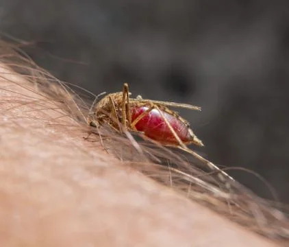 Macro of biting mosquito Stock Photos
