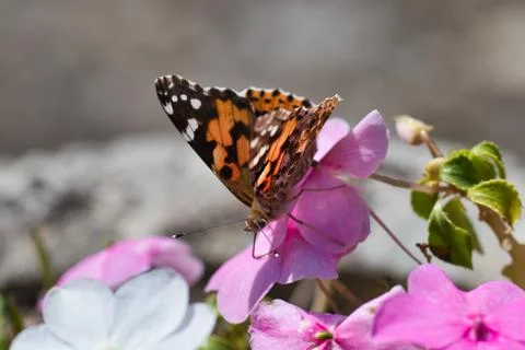 Macro of a black and orange butterfly on a pink flower on a summer's day Stock Photos