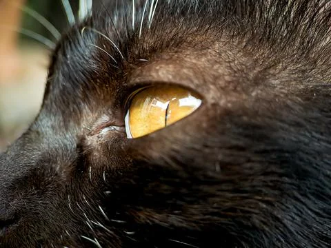 Macro of a black and white cat relaxing on the terrace of the house, the te.. Stock Photos