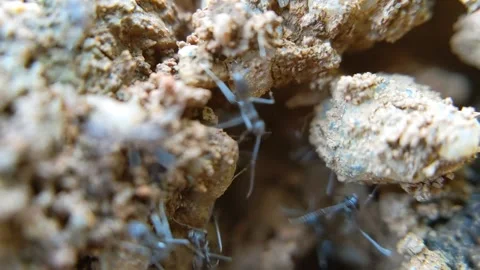Macro of black ant insect come in and out on the ground Stock Footage 320628963