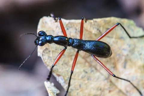 Macro of black ant 스톡 사진