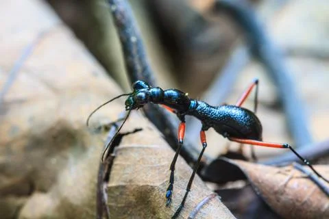 Macro of black ant Foto stock