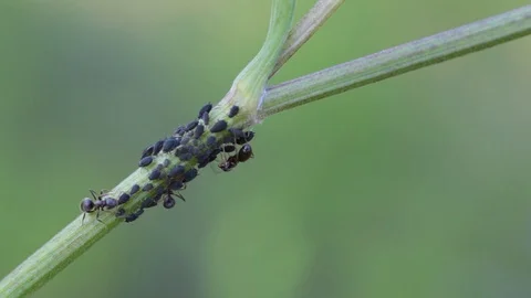 Macro black ants and aphids on grass. Stock Footage 112528917