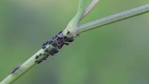 Macro black ants and aphids on grass. Stock Footage 112528918