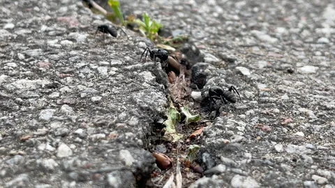 Macro of Black Ants Foraging in Asphalt Crack Stock-Footage 335762457
