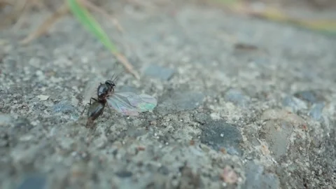 Macro of black ants navigating dirt path with small pebbles in scattered Video stock 315654906