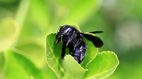 Macro of black bug on green leaf Stock Footage 38951209
