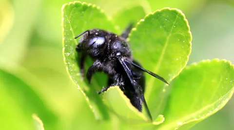 Macro of black bug on green leaf Stock Footage 38987463