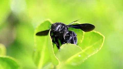Macro of black bug on green leaf Stock Footage 38989120