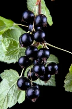 Macro of black currant Stock Photos