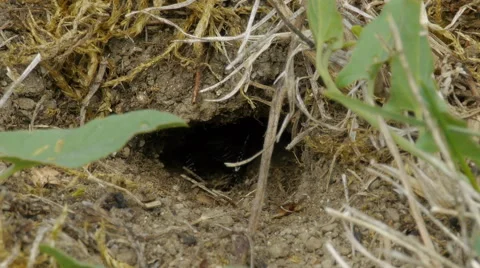 Macro, Black Field Cricket Stock-Footage 44976512