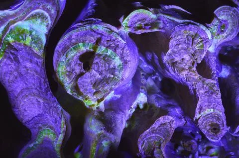 Macro Black Light Mineral Formations Glow in Cave with Vivid Purple and Gre.. Stock Photos