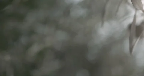 Macro of Black Olives on a Olive Tree Видео 122382366