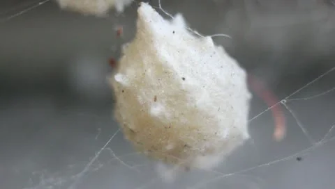 Macro - black sidow spider egg sac Stock Footage 10900204