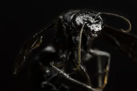 Macro on a black Wasp Stock Photos