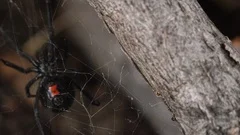 Move over, black widow — there's a new spider in town