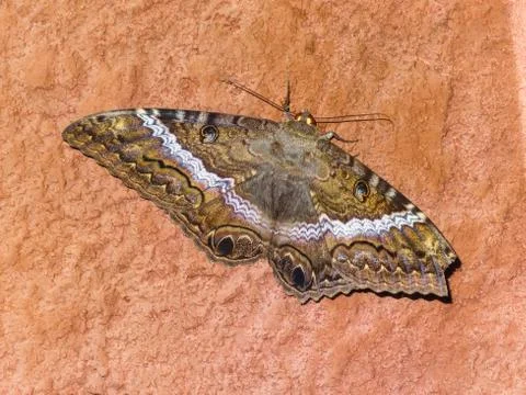 Macro of black witch moth ascalapha odorata Stock Photos