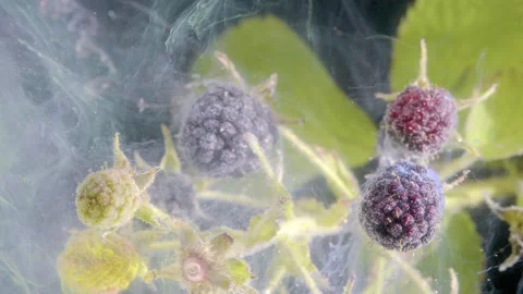 Macro blackberries with translucent filaments Stock Footage 339768635