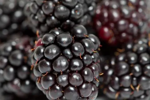 Macro blackberry Фото