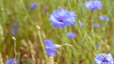 Macro bloom of blue bachelor's button cornflower Rowena Crest Columbia River Stock Footage 81767078