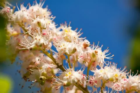 Macro of blooming Aesculus on blue sky Stock Photos