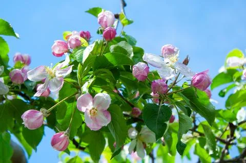 Macro of blooming apple tree branch with pink buds and white flowers under .. Stock Photos