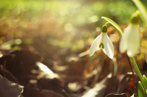 Macro of a blooming snowdrop in front of the sun Stock Photos