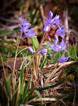 Macro of Blooming Spring Wildflower Stock Photos