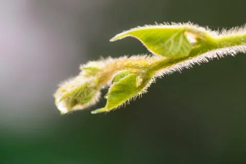 Macro of a blooming tree branch in the spring Stock Photos